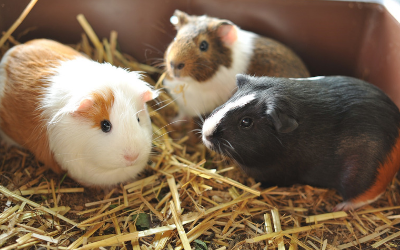 Guinea store pig hospital