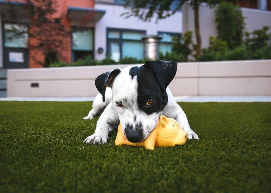 College-Boulevard-Animal-Hospital-Payment-Options-Section Helpful links