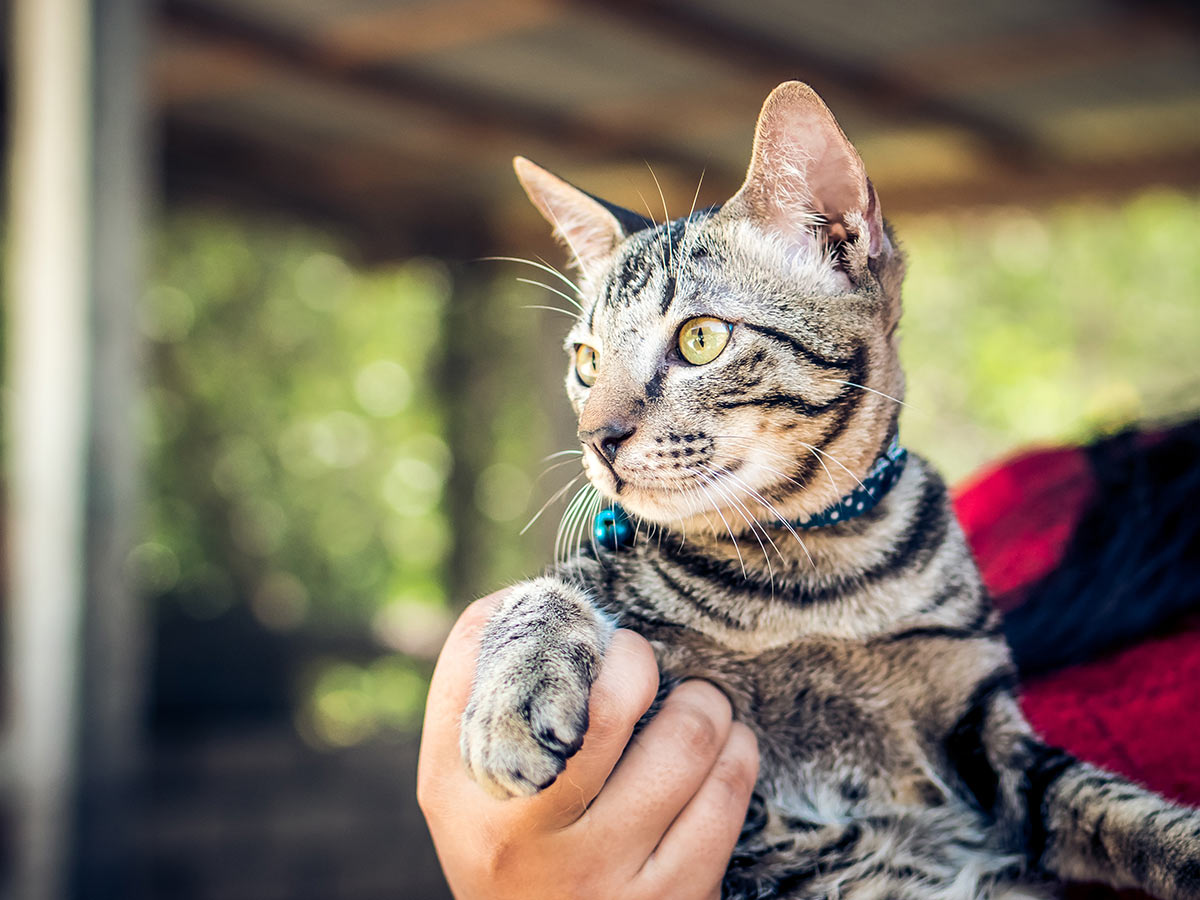 artem-beliaikin-XKhV1c4oV7c-unsplash-1200x900 close-up of gray cat being held
