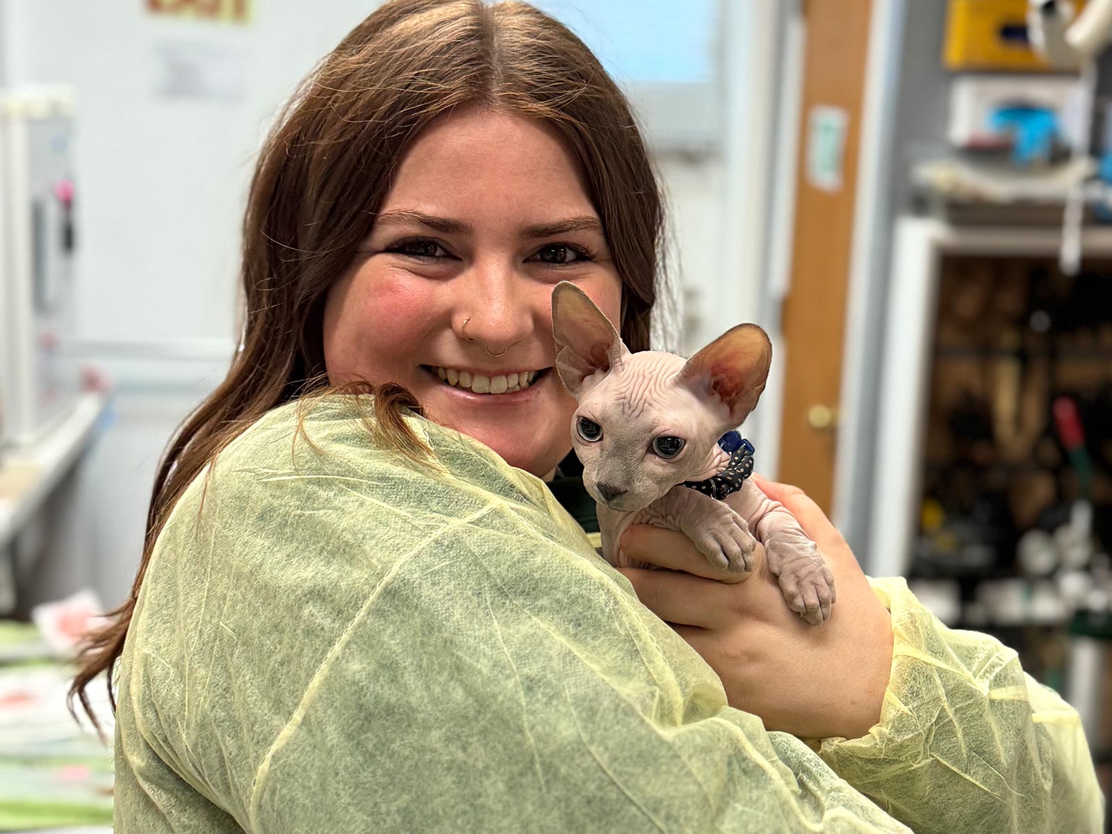 happy-veterinary-team-member-holding-small-sphynx-cat-1600×1200-1 happy veterinary team member holding a small sphynx cat