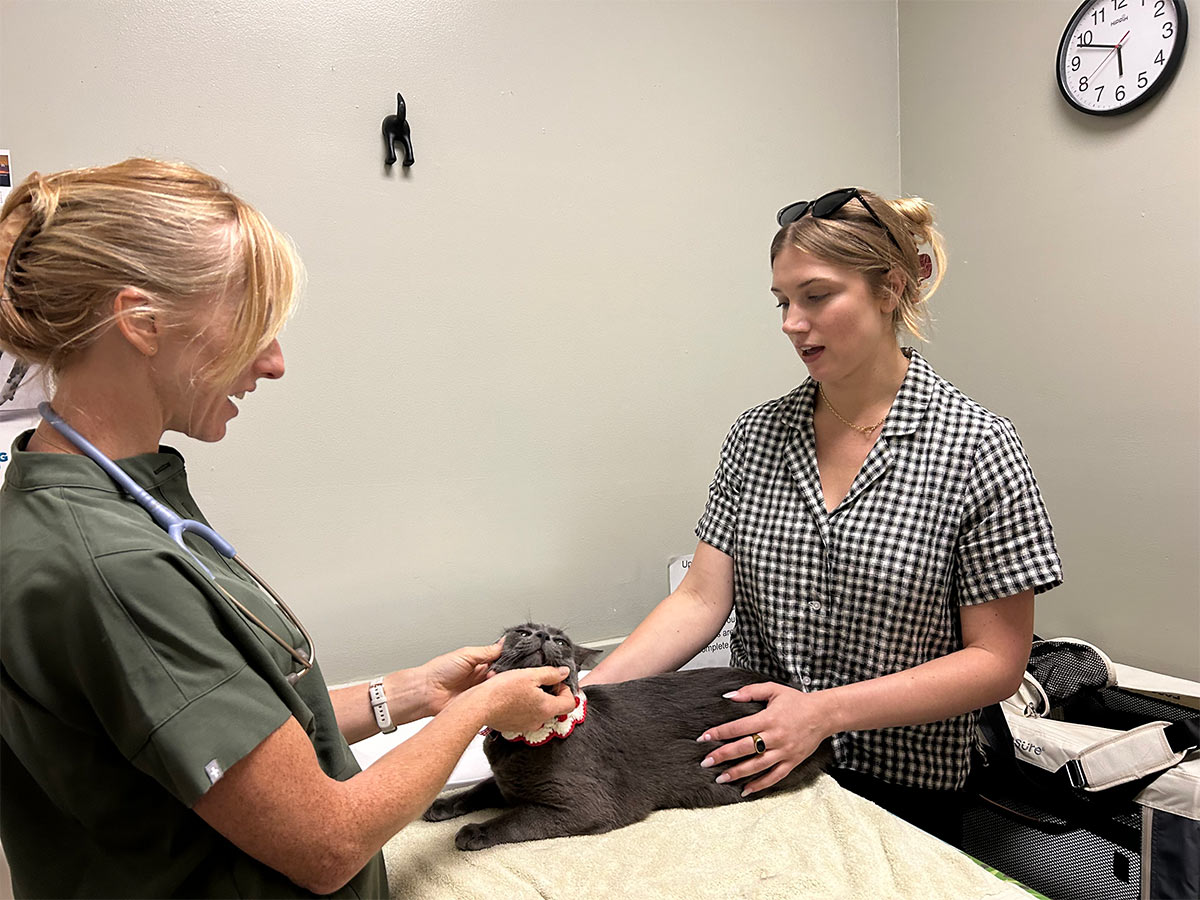 vet-examining-cat-at-Los-Gatos-Dog-and-Cat-Hospital-1200×900-1 vet examining a cat at Los Gatos Dog & Cat Hospital