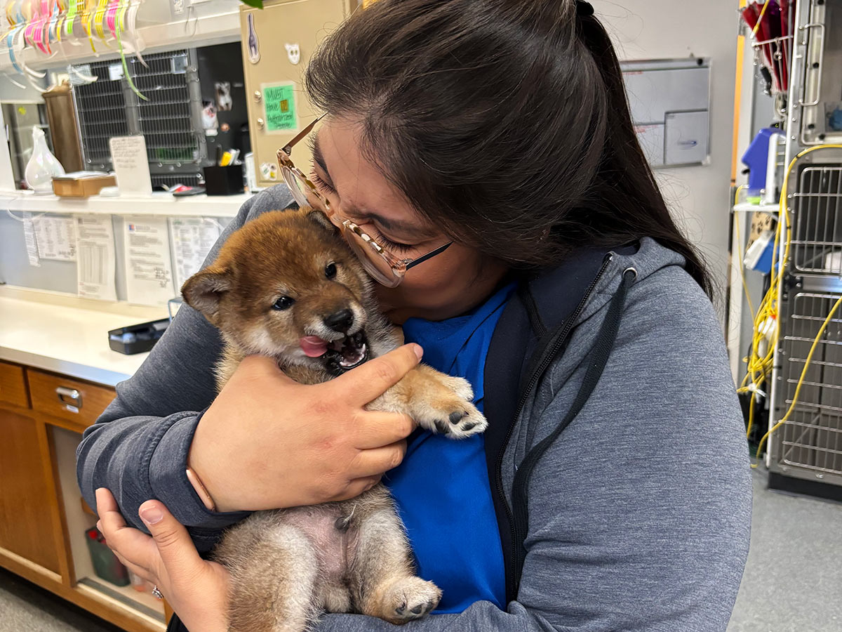 veterinary team member holding and kissing a small fluffy puppy