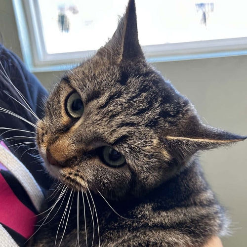 Cat getting cared by the vet