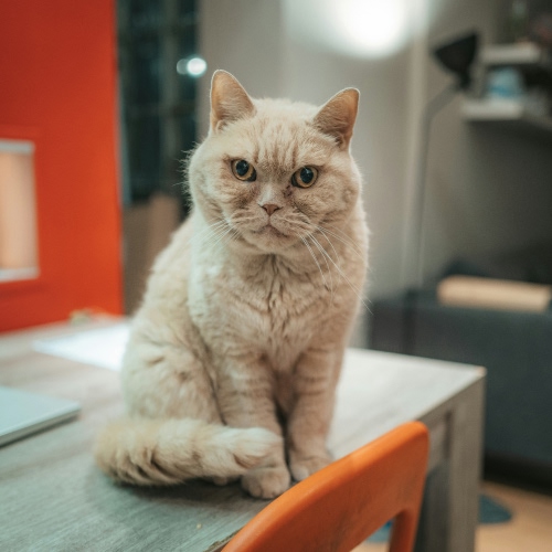a beige color cat sitting on a table