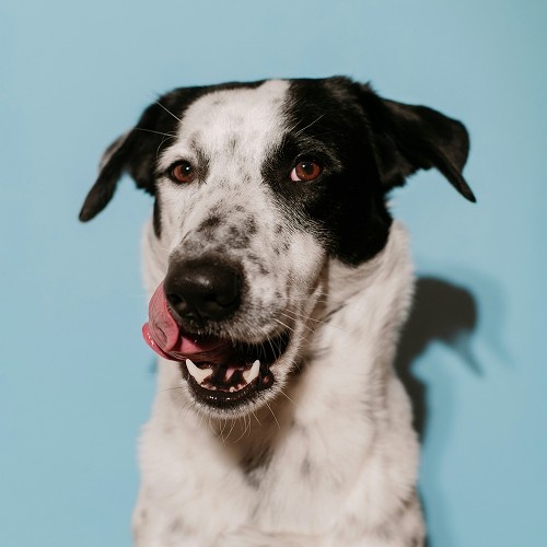 black and white dog licking nose