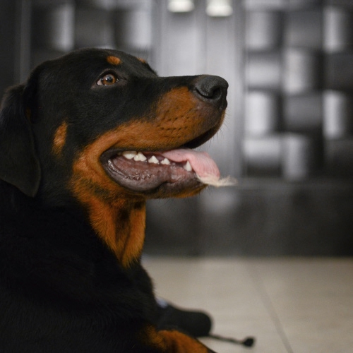 black dog sitting on the floor