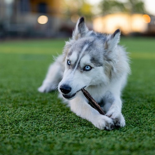 cute husky sitting on grass
