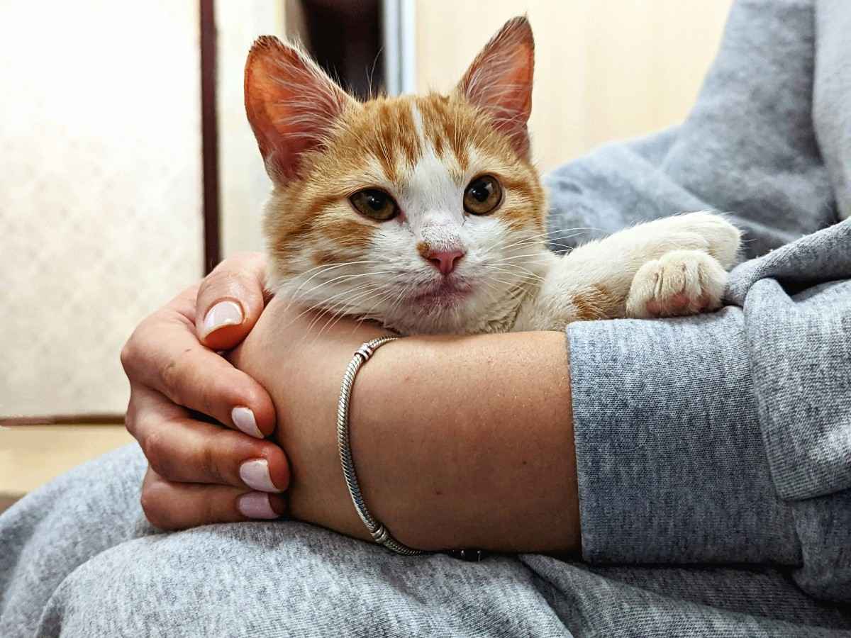 cute-kitten-held-by-lady cute kitten held by lady