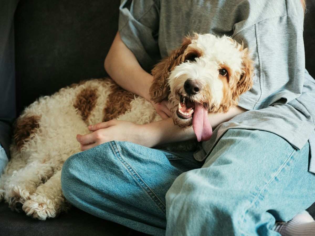 dog lying on girls lap wearing jeans