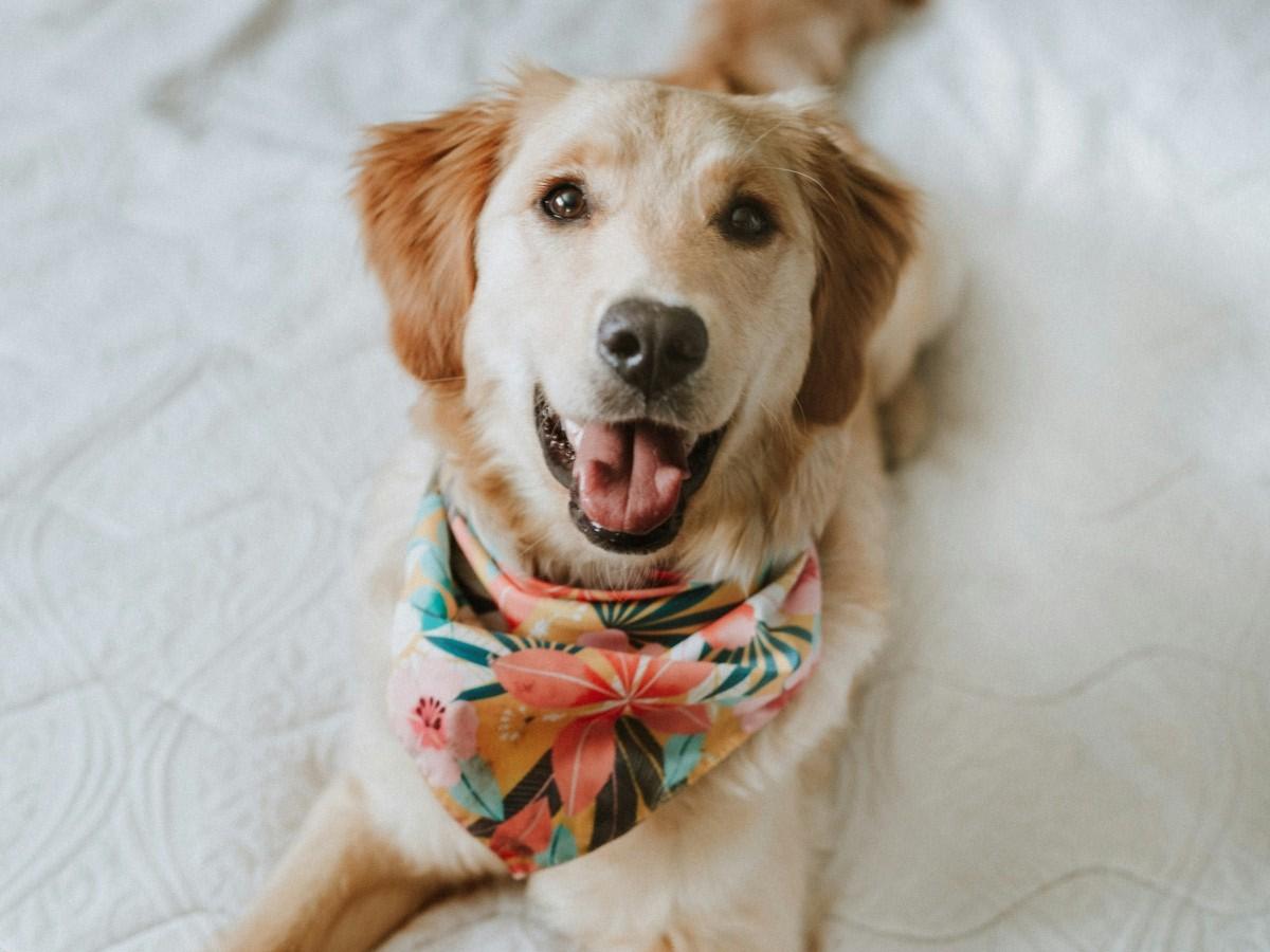 dog-sitting-on-white-bedsheet dog sitting on white bedsheet