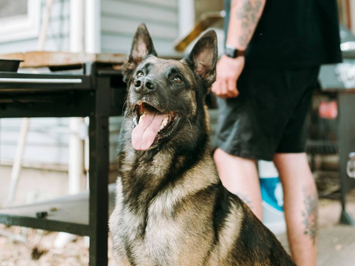 dog standing outside the house