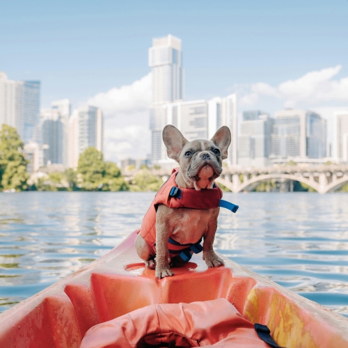 dog wearing life jacket standing on a boat