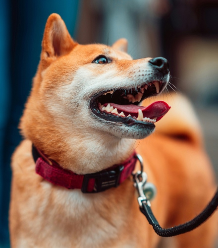 dog-with-red-collar-looking-up