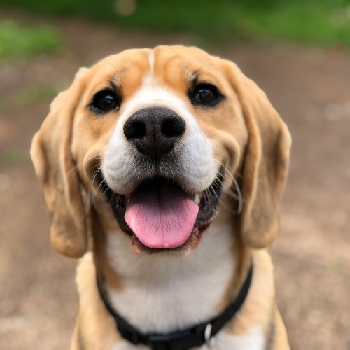 happy dog smiling