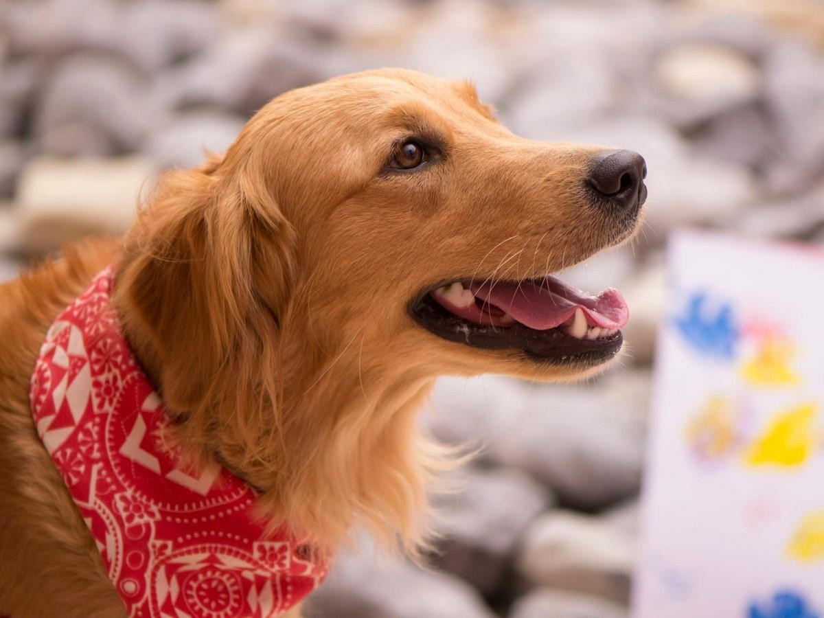 happy dog with scarf around neck