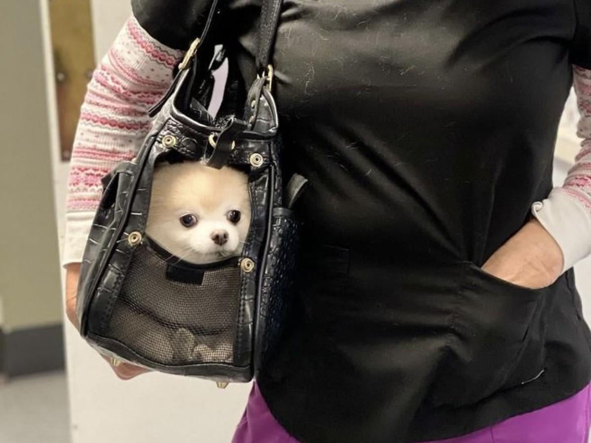 vet-holding-golden-retriever-puppy-at-Los-Gatos-Dog-and-Cat-Hospital-1067x800-1 puppy inside hand bag