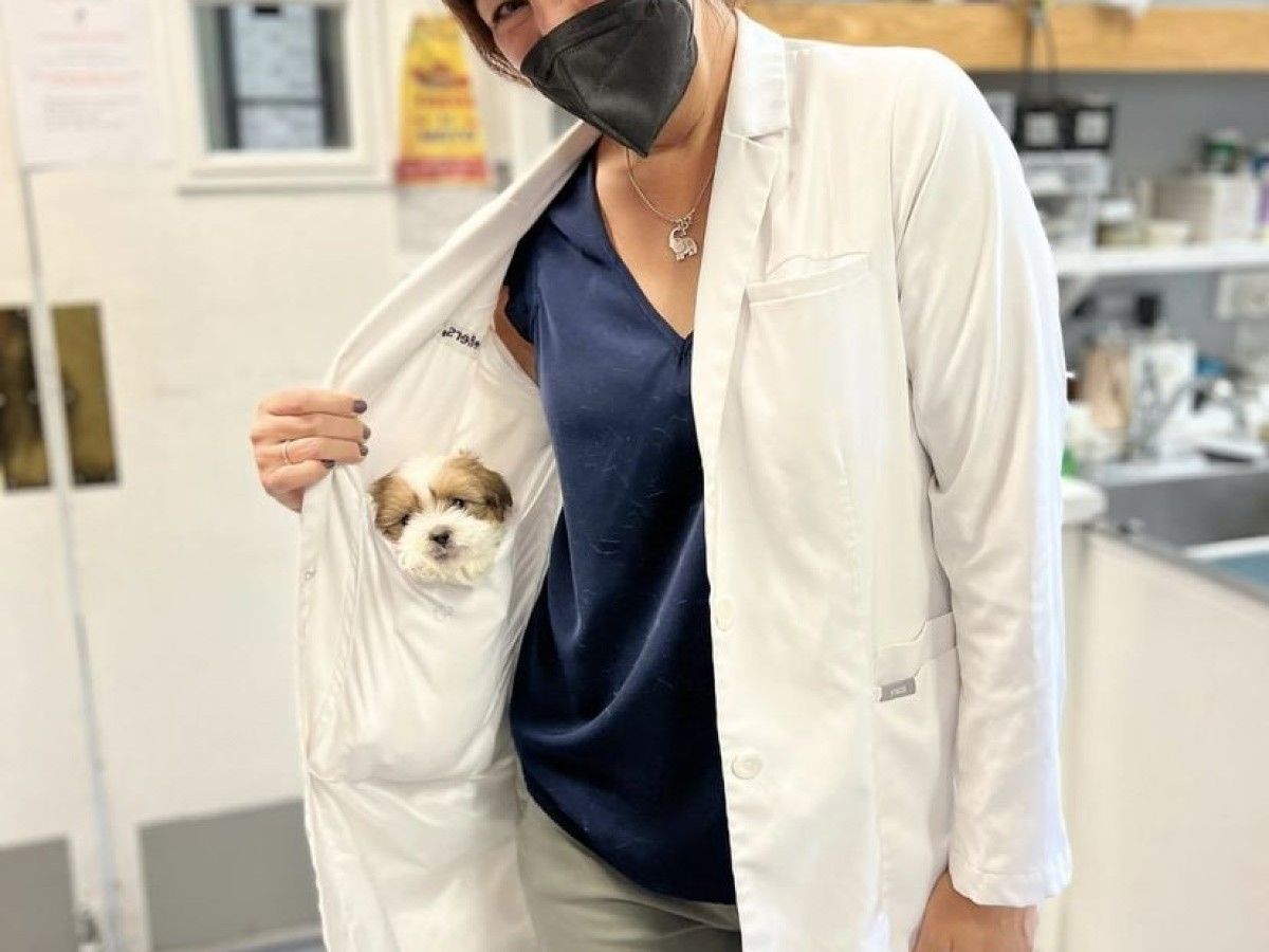 puppy inside vet pocket
