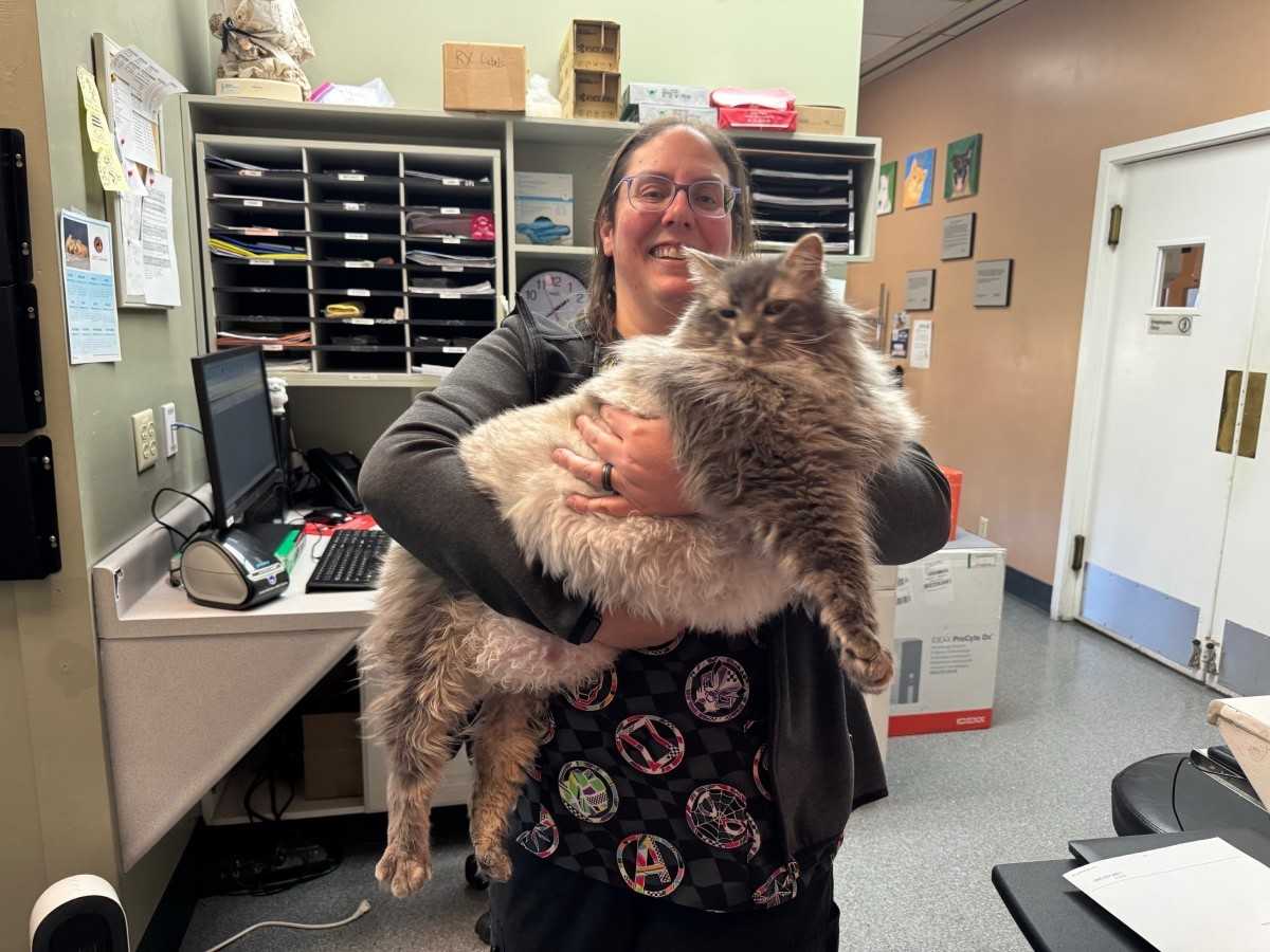 vet holding a big cat vet holding a big cat