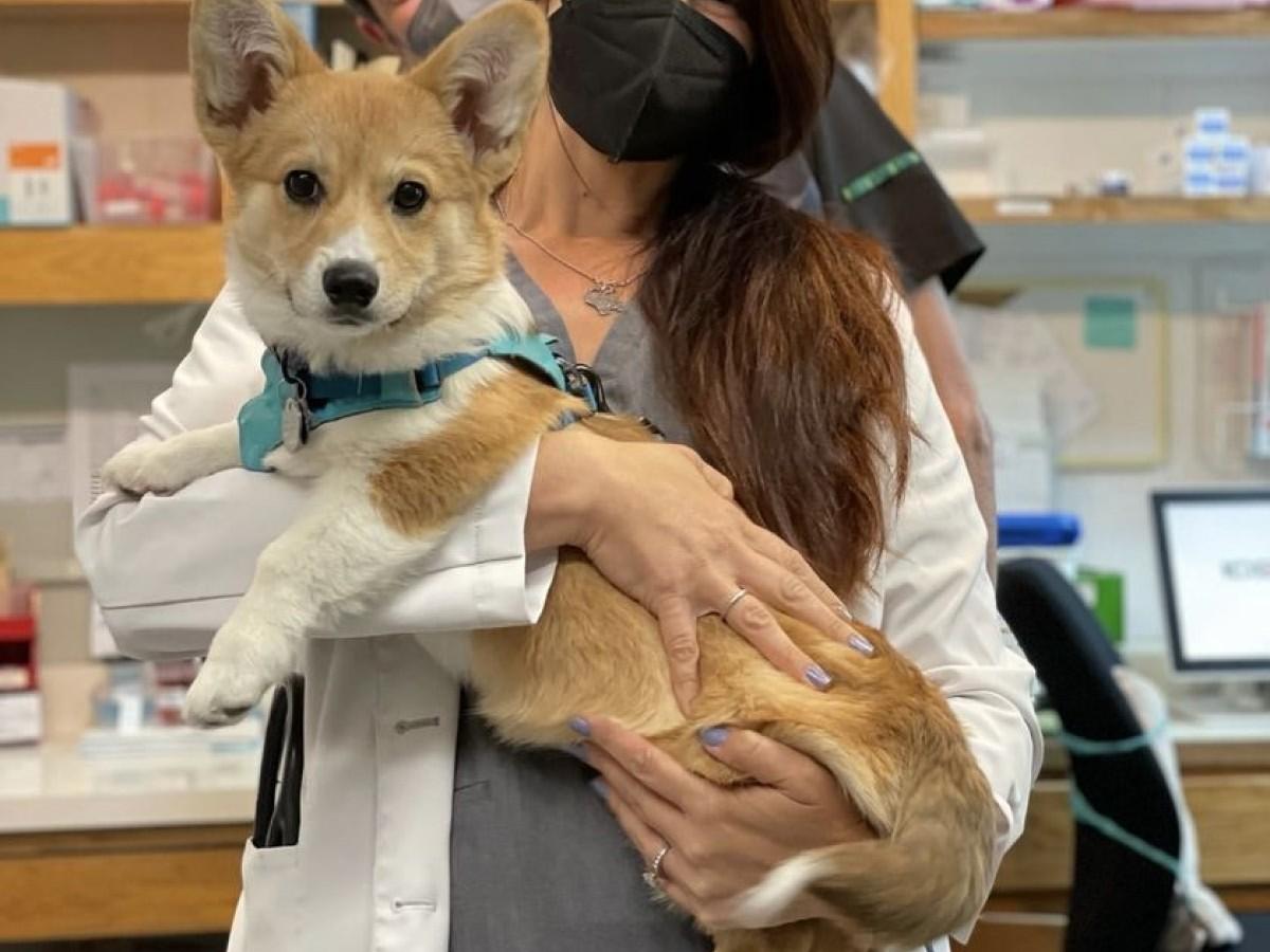 vet-holding-golden-retriever-puppy-at-Los-Gatos-Dog-and-Cat-Hospital-1067x800-1 vet holding a dog in hand