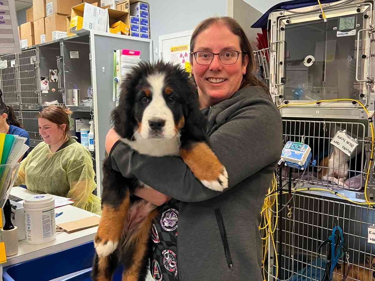 vet holding a grey and white dog vet holding a grey and white dog
