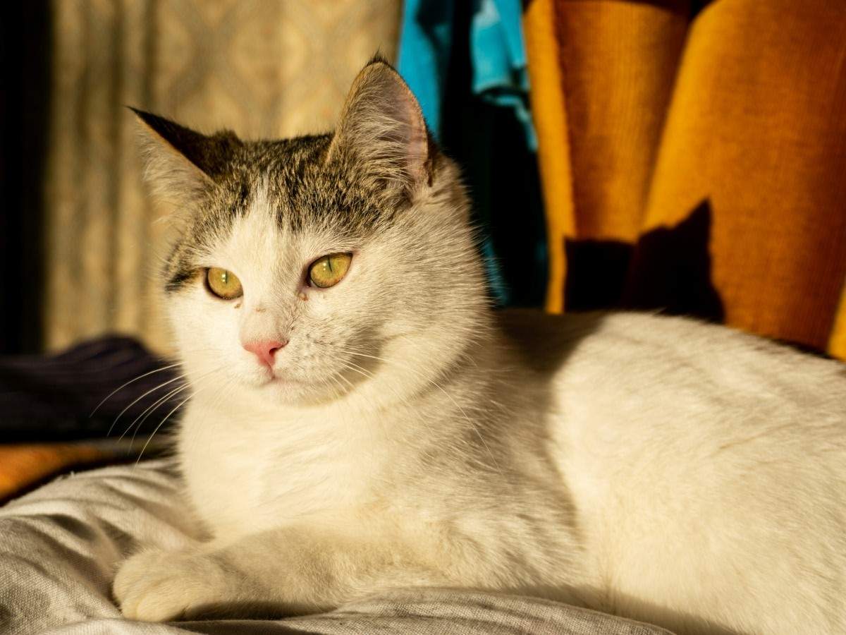 vet-holding-golden-retriever-puppy-at-Los-Gatos-Dog-and-Cat-Hospital-1067x800-1 white cat with grey ears sitting on white sheet