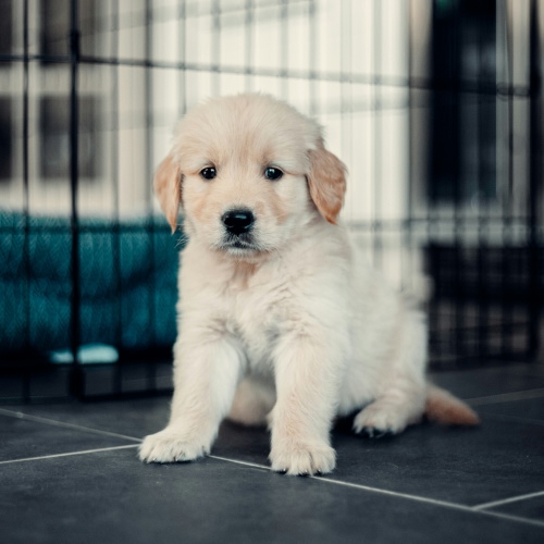 white puppy sitting on floor with grey tiles with white border