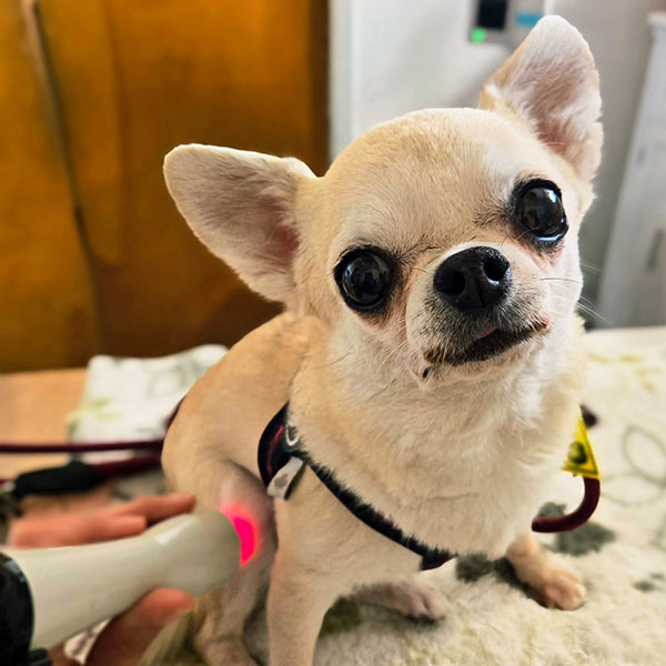 chihuahua named Dani receiving laser therapy treatment