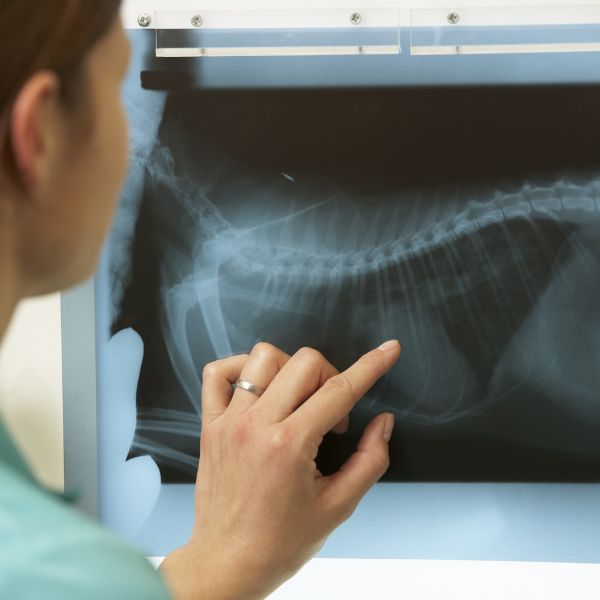 closeup of a pets x-ray being examined by a veterinary team member