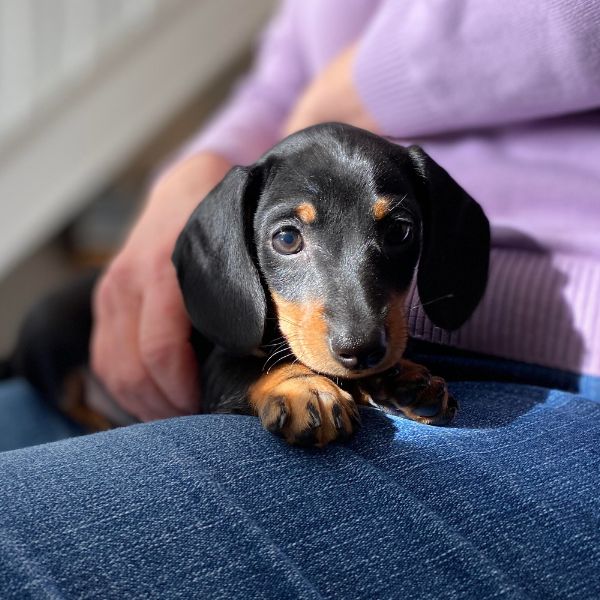 Dachshund puppy resting on owner's lap at home