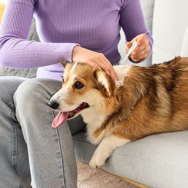 person administering flea drops on their corgi on a sofa