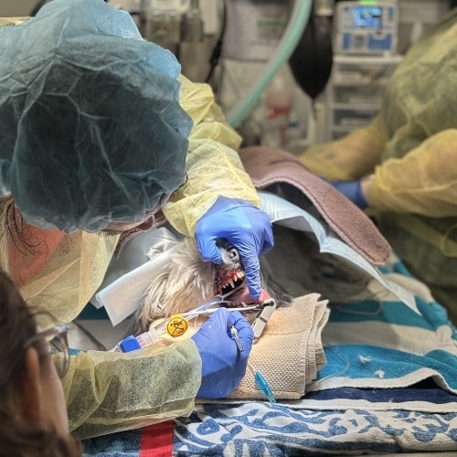 vet doing dental procedure for a pet