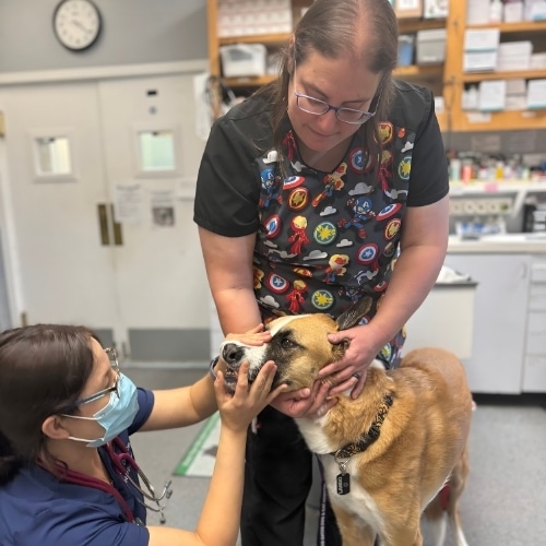 vet examining teeth of a dog