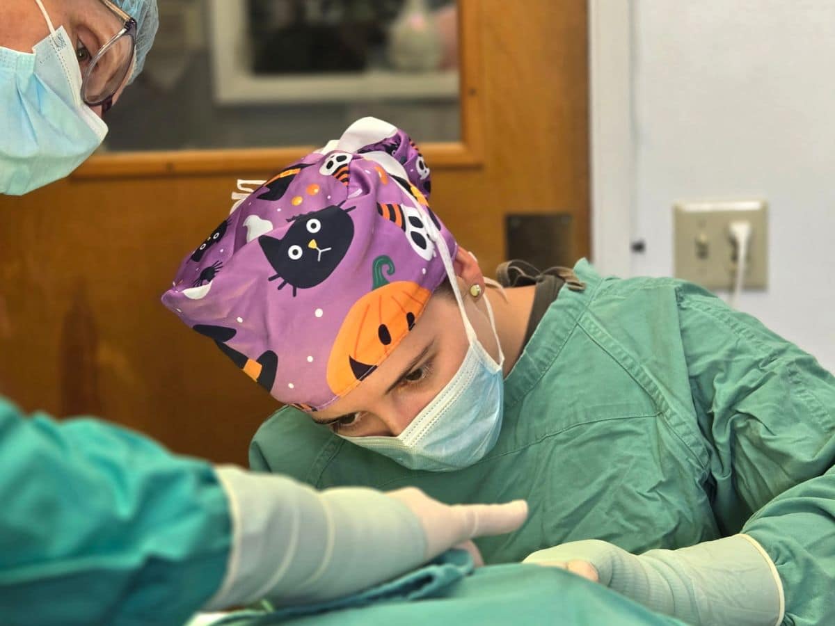vets performing surgery of a pet