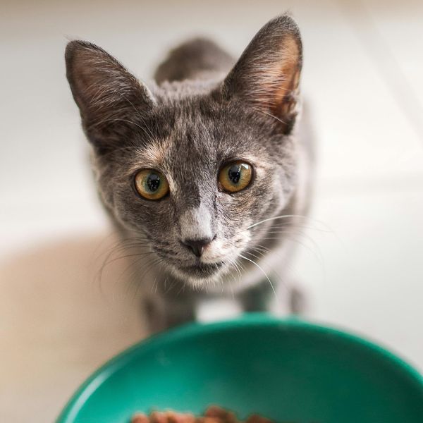 small gray cat looking up at the camera in between bites of kibble from a green bowl