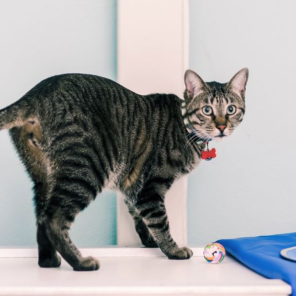 tabby cat being prepped for an x-ray at the vet