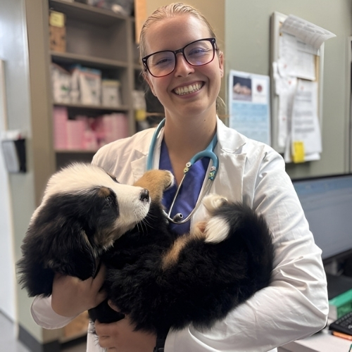 vet staff holding a dog