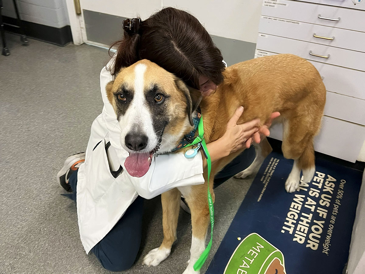 veterinarian-holding-dog-named-lando-1200x900-1 veterinarian affectionately holding brown shorthaired dog named Lando in the exam room