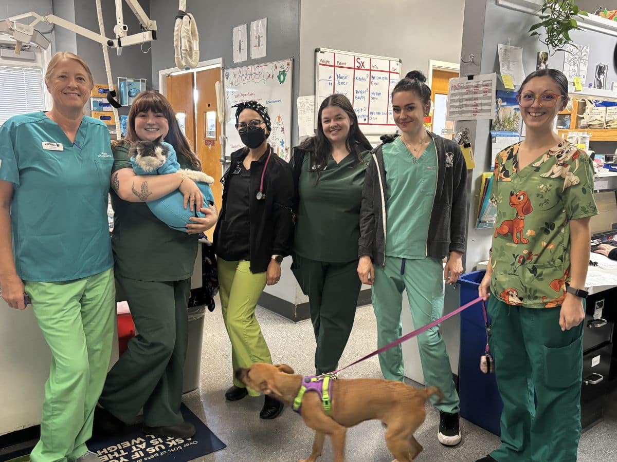 Los Gatos Dog and Cat Hospital Team