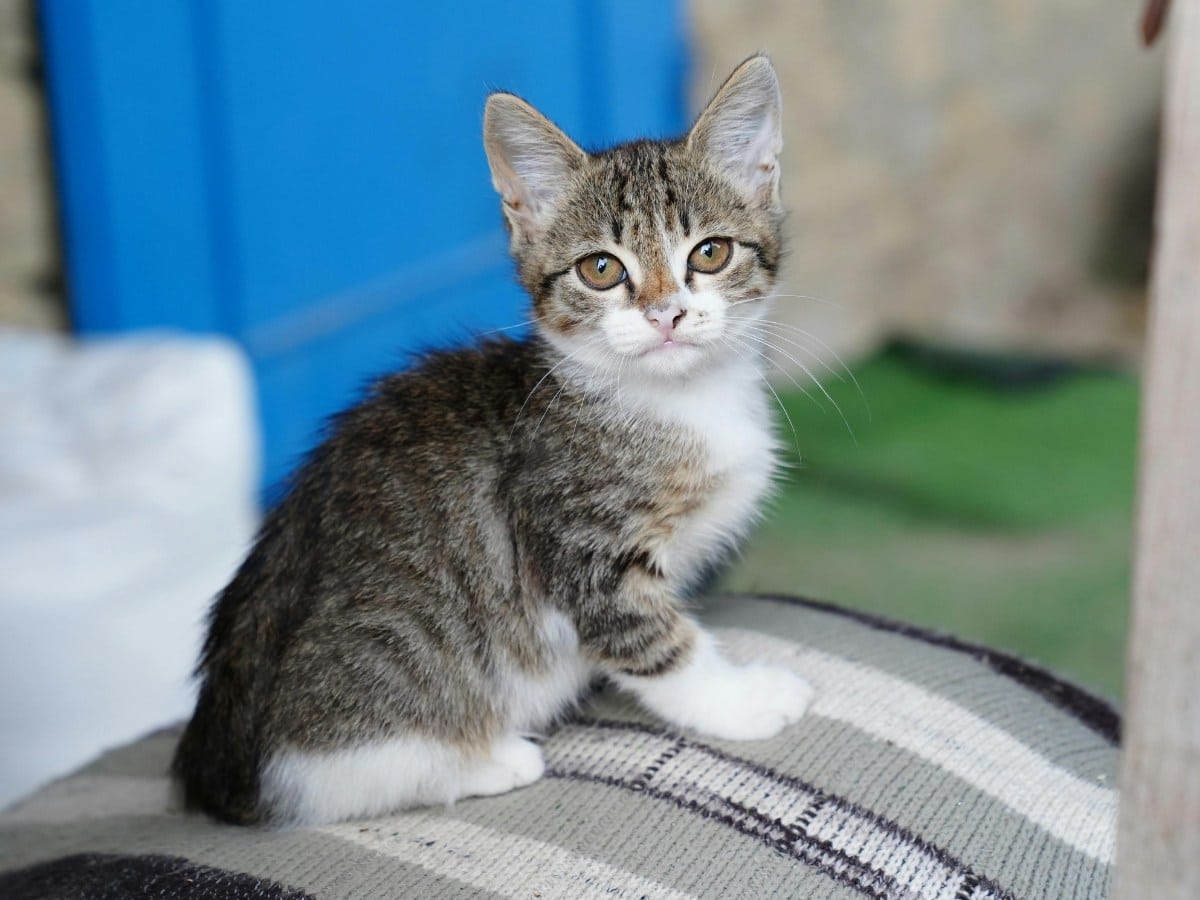 Adorable Tabby Kitten Sitting Indoors