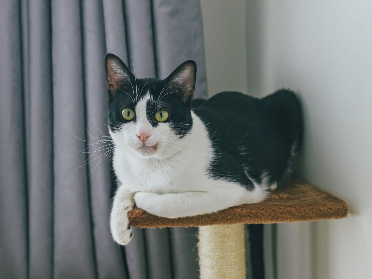 Black and White Cat Lying Down on a Scratching Post