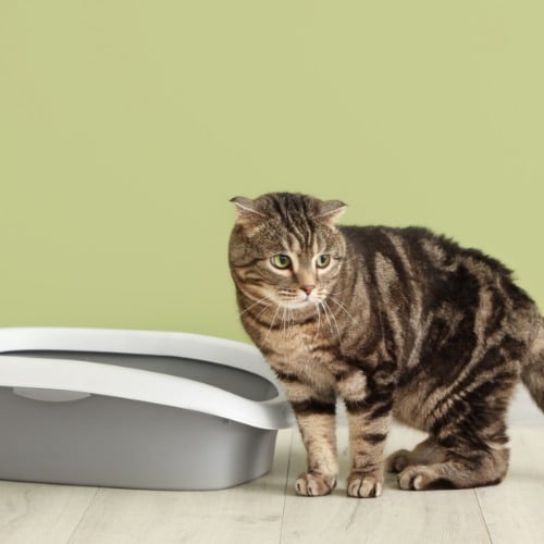 Cat with Litter Box near Green Wall