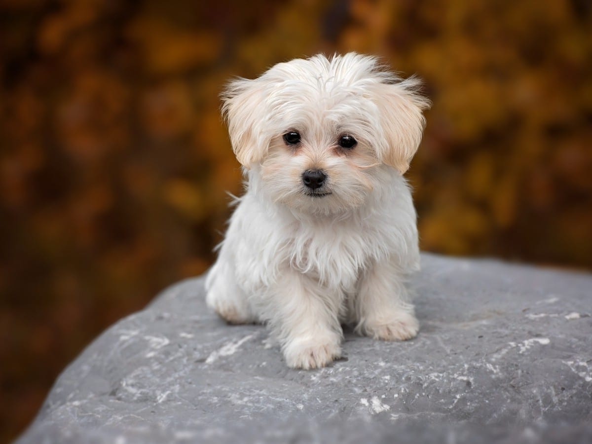 Cute Maltese Puppy