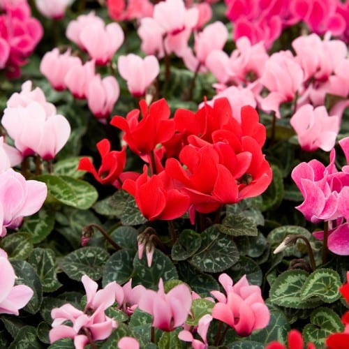 Cyclamen