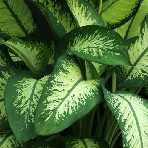 Dieffenbachia