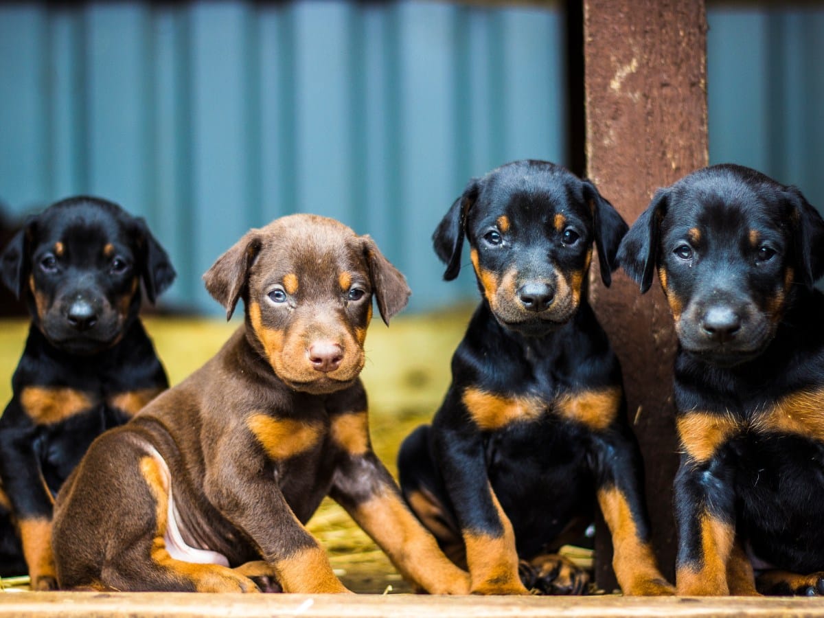 Four Doberman Puppies sitting in shed