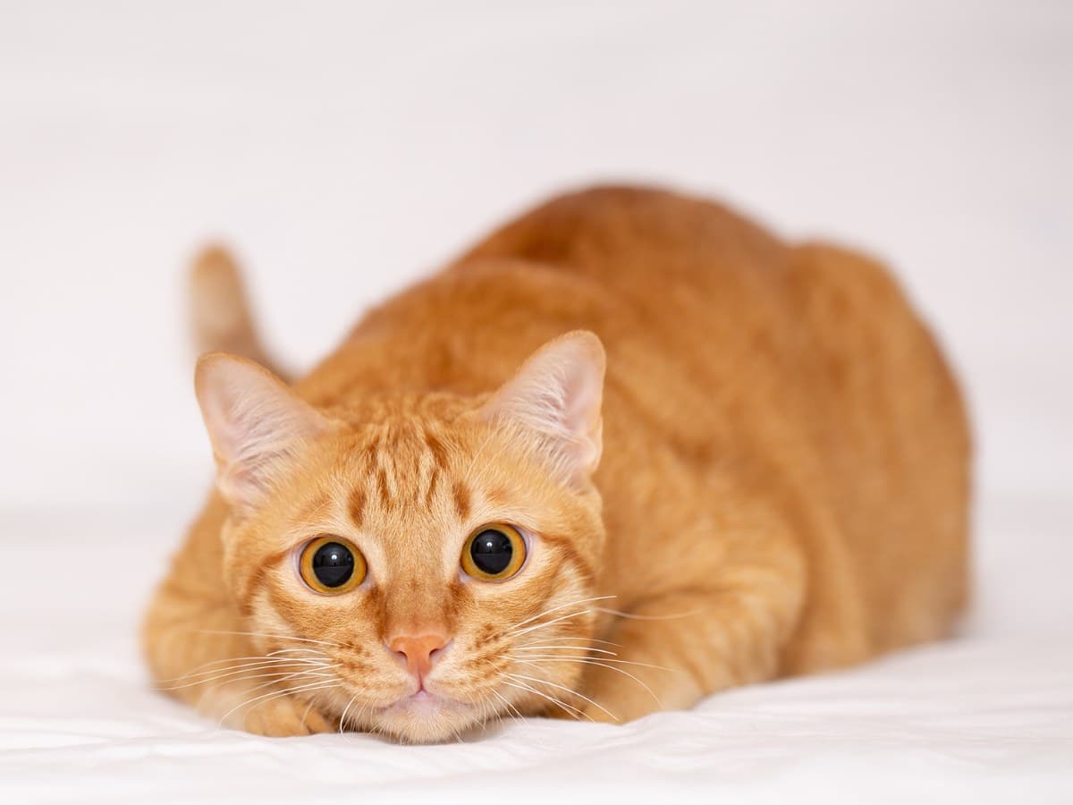 Ginger cat or orange cat.