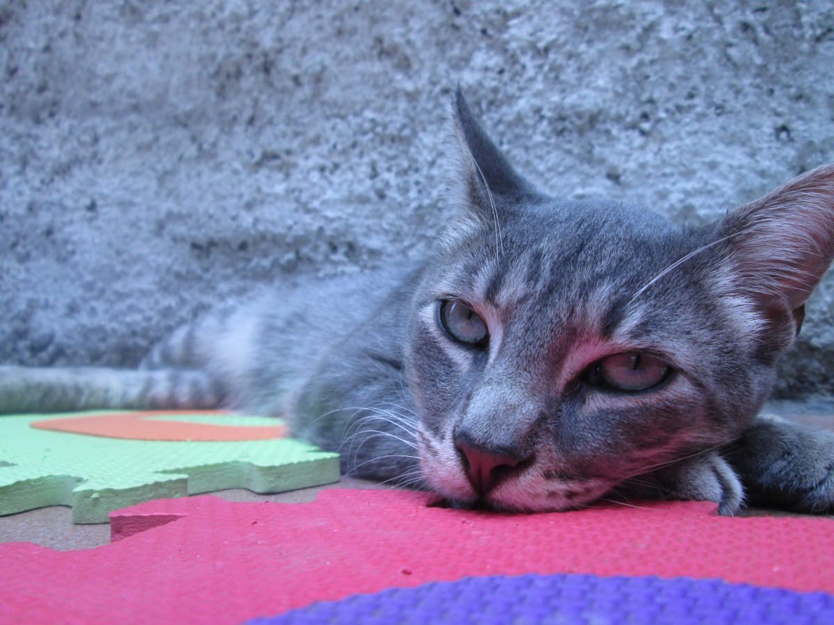 Gray Tabby Cat Lying on Puzzle Mat