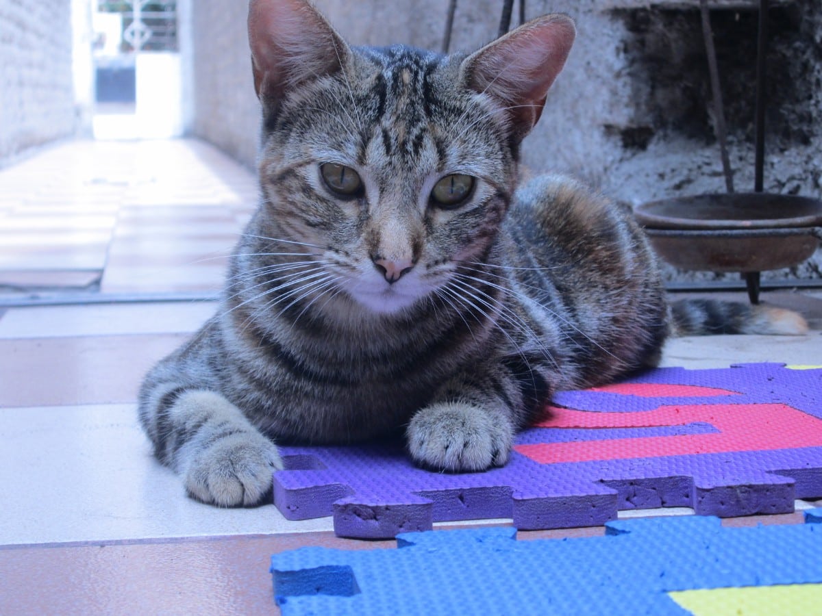 Gray Tabby Cat on Purple Puzzle Mat