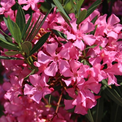 Oleander