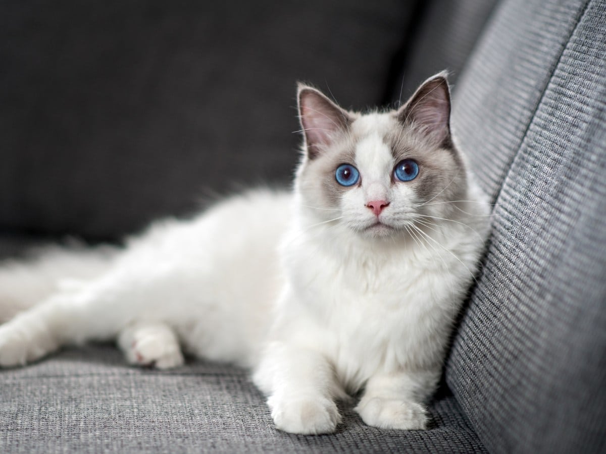 Ragdoll Cat